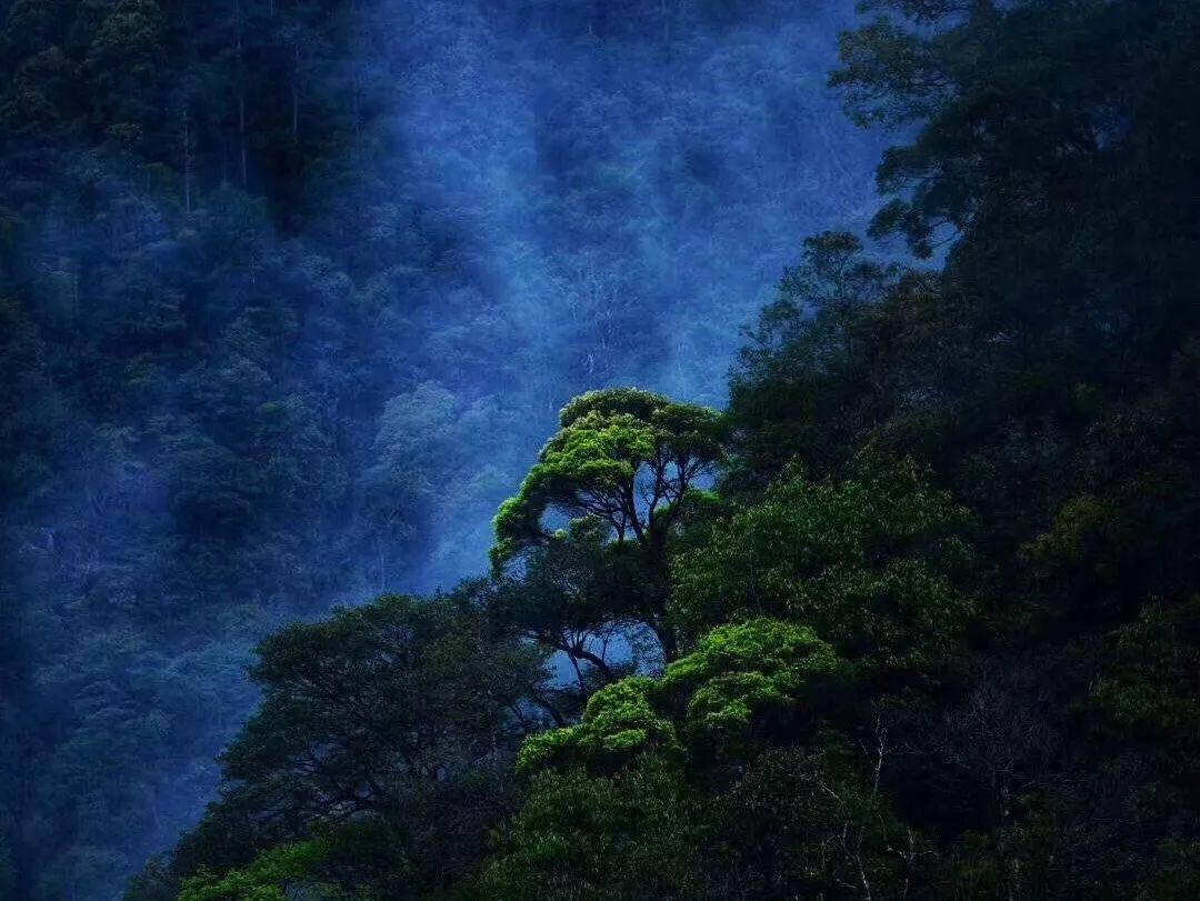 醋溜白菜怎么做才好吃呢?-专业有问必答平台